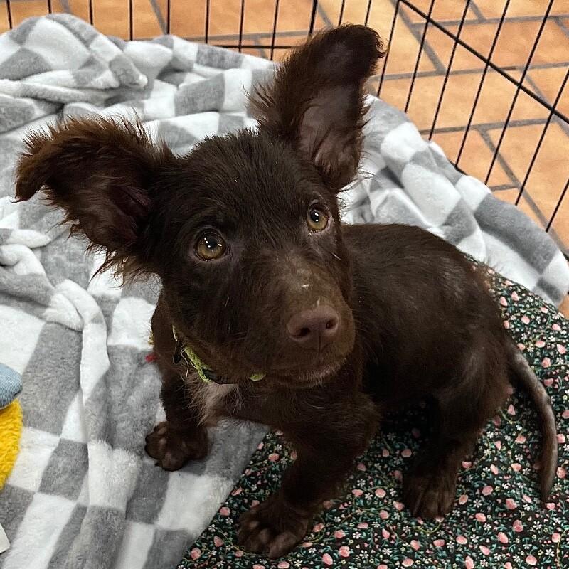 Perry, Adoptable, Young Female Mixed Breed & Mixed Breed.