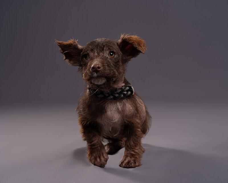 Perry, a Adoptable mixed breed in Yankton, SD image 2/4