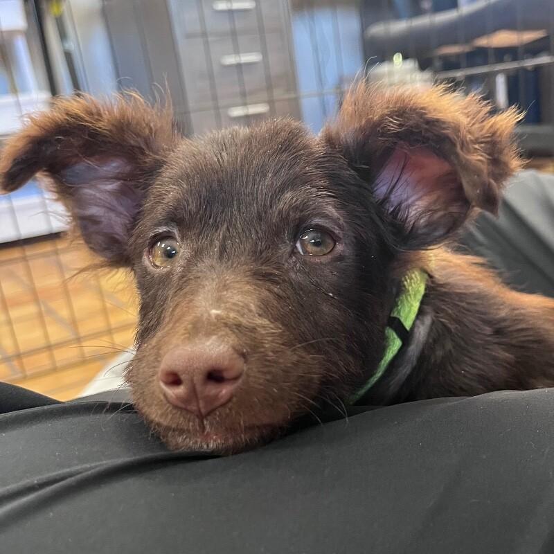 Perry, a Adoptable mixed breed in Yankton, SD image 3/4