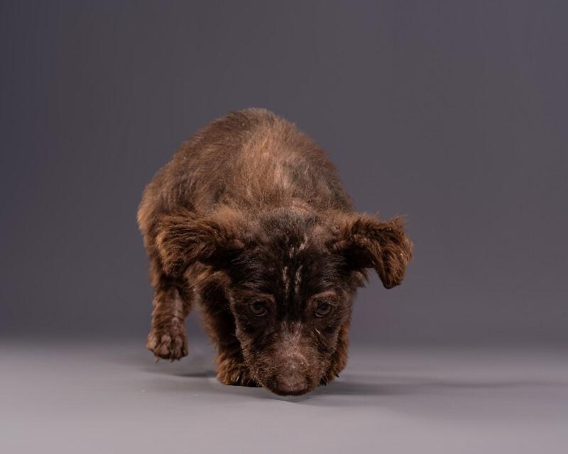 Perry, a Adoptable mixed breed in Yankton, SD image 4/4