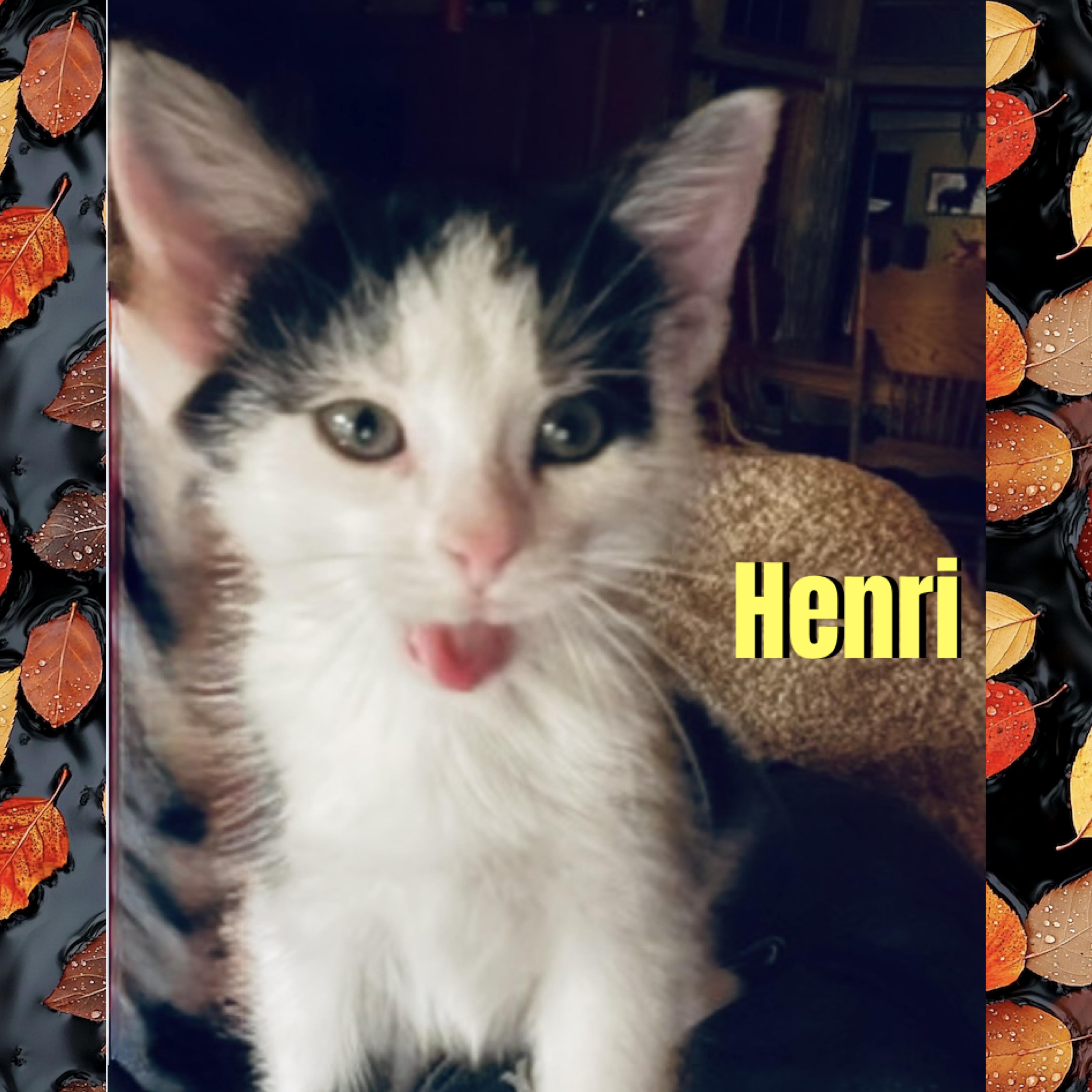 Henri, Adoptable, Kitten Male Domestic Short Hair.