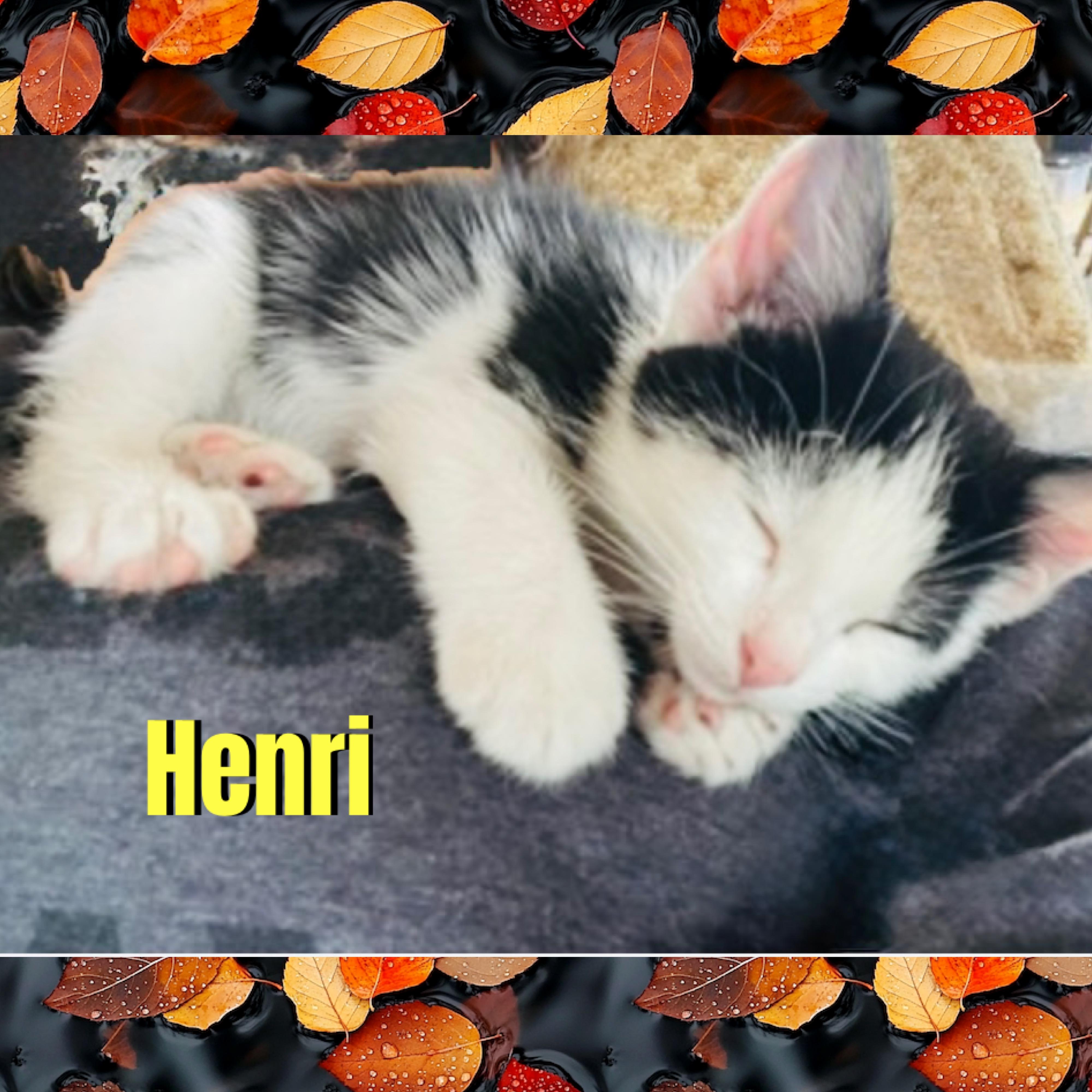 Enlarge Henri, a Adoptable mixed breed in Red Lodge, MT image 2/2
