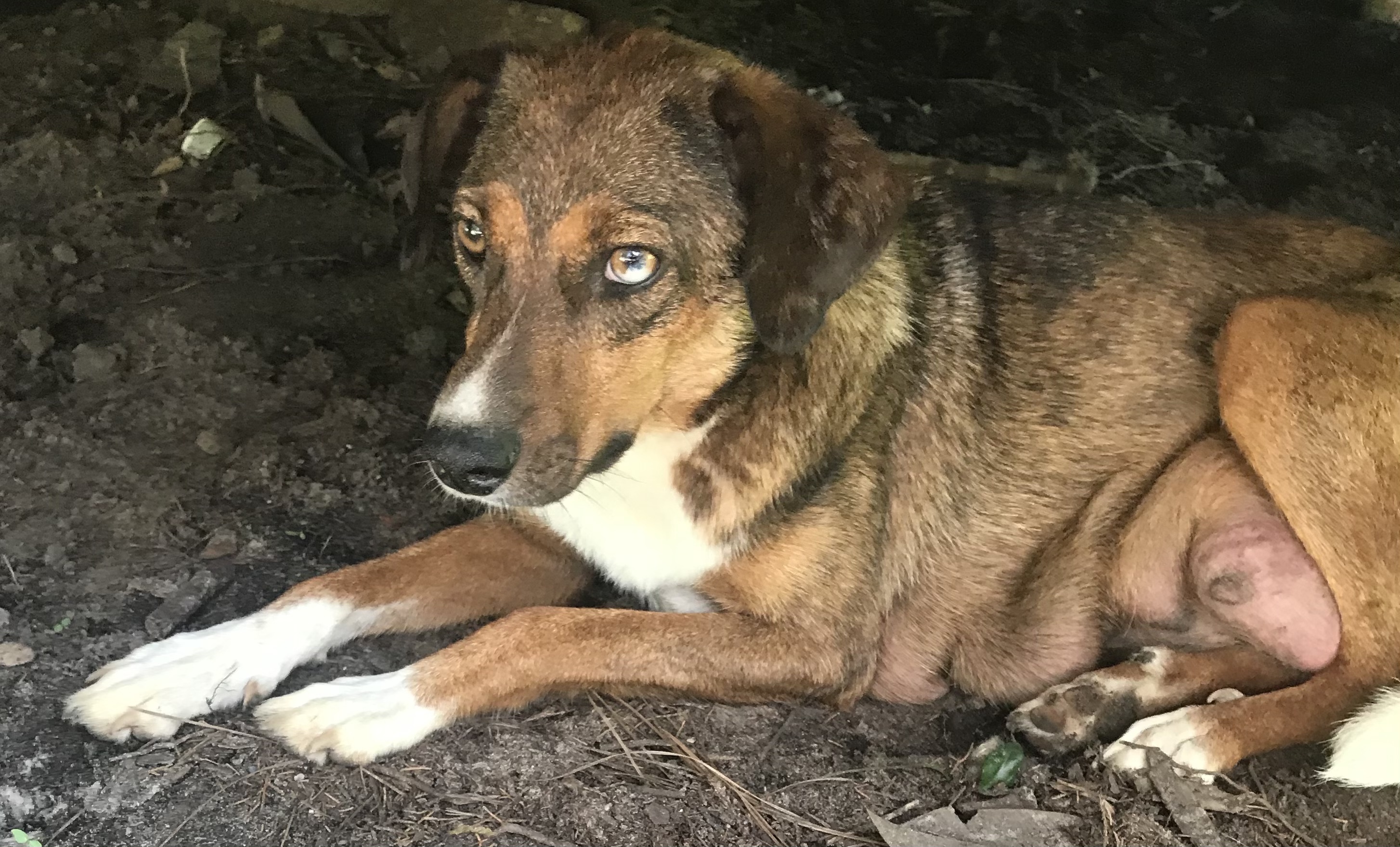 Lady, a Adoptable mixed breed in Mobile, AL image 1/8