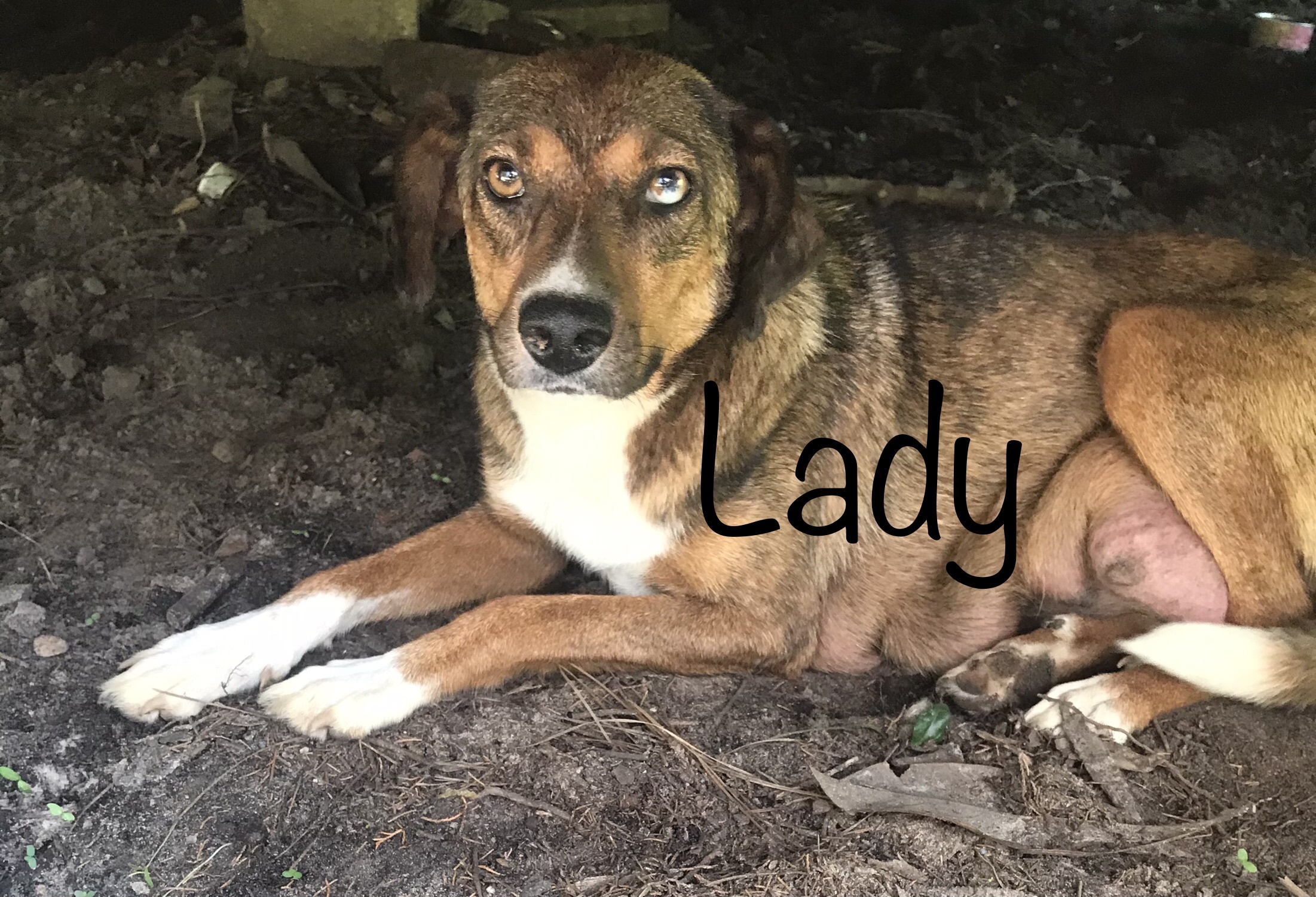 Lady, a Adoptable mixed breed in Mobile, AL image 2/8
