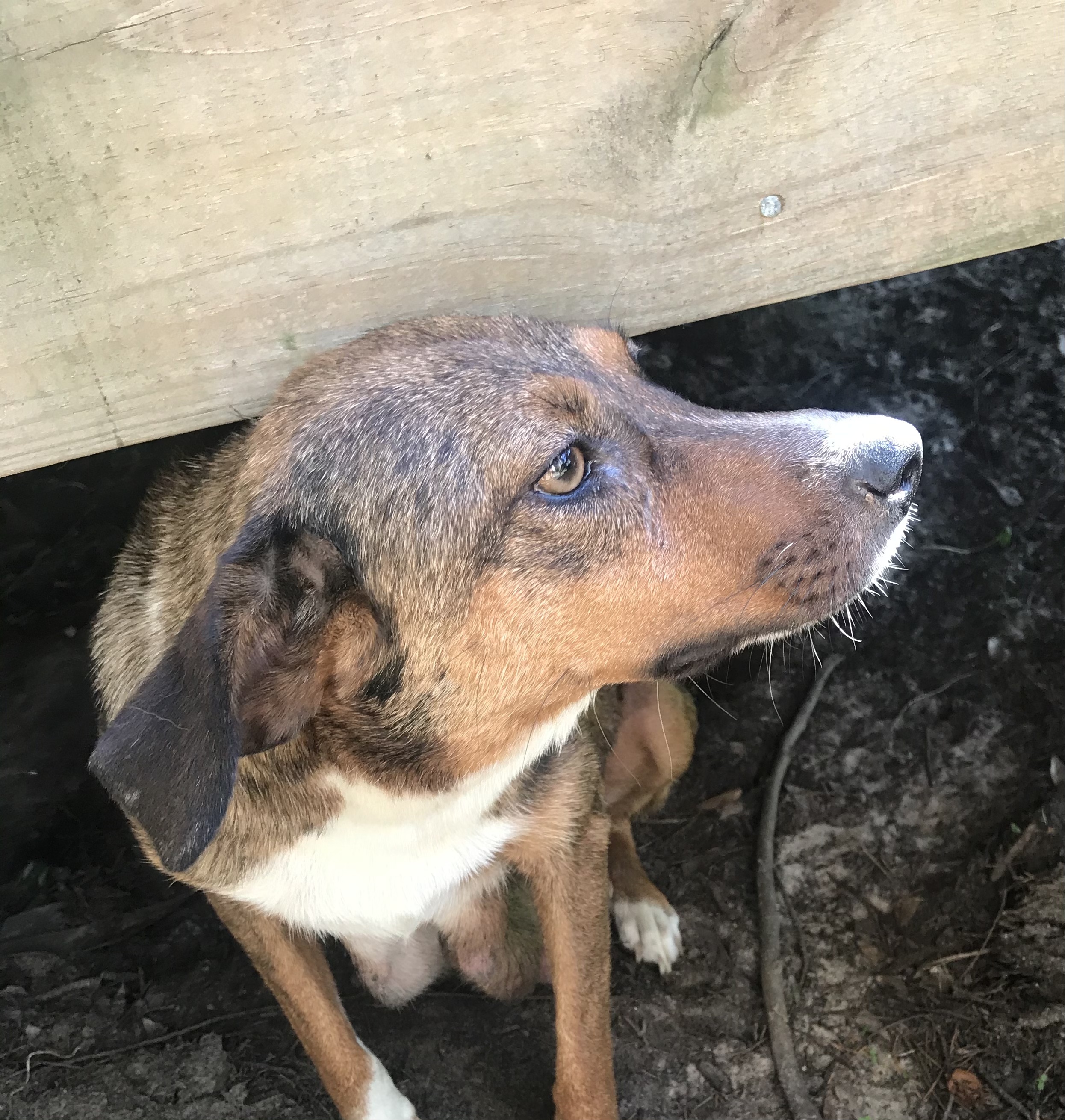 Lady, a Adoptable mixed breed in Mobile, AL image 4/8