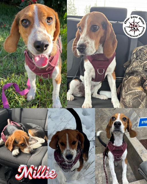 Millie, Adoptable, Young Female Beagle.