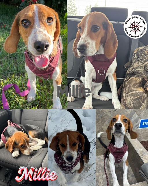Enlarge Millie, a Adoptable Beagle in Princeton, BC image 2/2