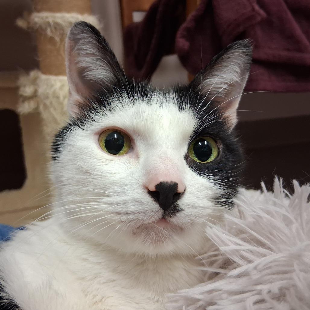 Pumba, Adoptable, Senior Male Domestic Short Hair.