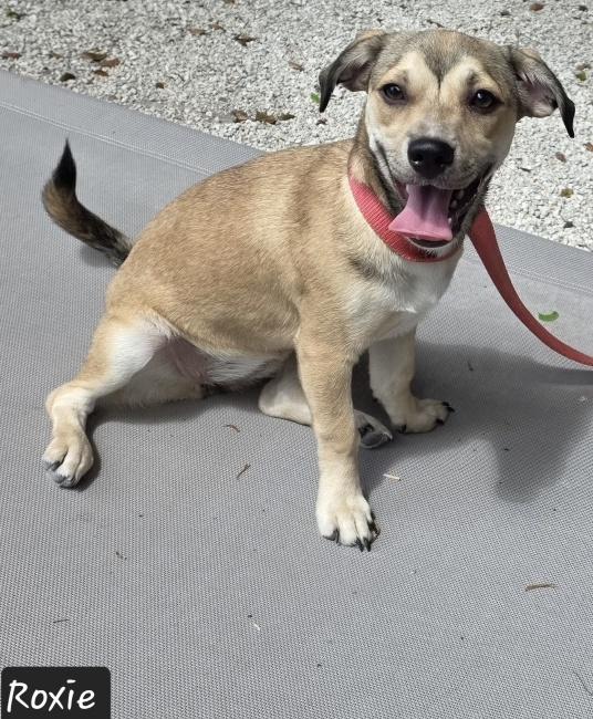 Enlarge Roxie, a Adopted mixed breed in Key Largo, FL image 2/3
