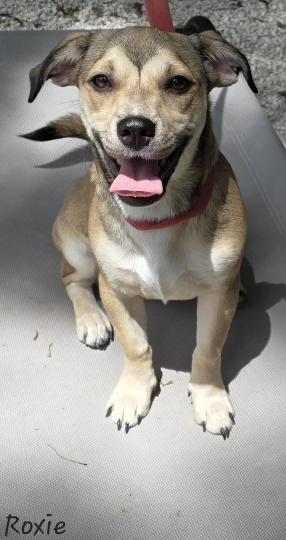 Enlarge Roxie, a Adopted mixed breed in Key Largo, FL image 3/3