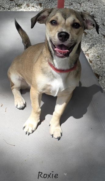 Roxie, Adopted, Young Female Beagle & Corgi.
