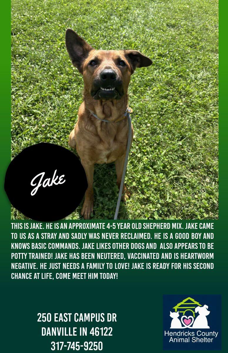 Enlarge Jake, a Adoptable mixed breed in Danville, IN image 1/1
