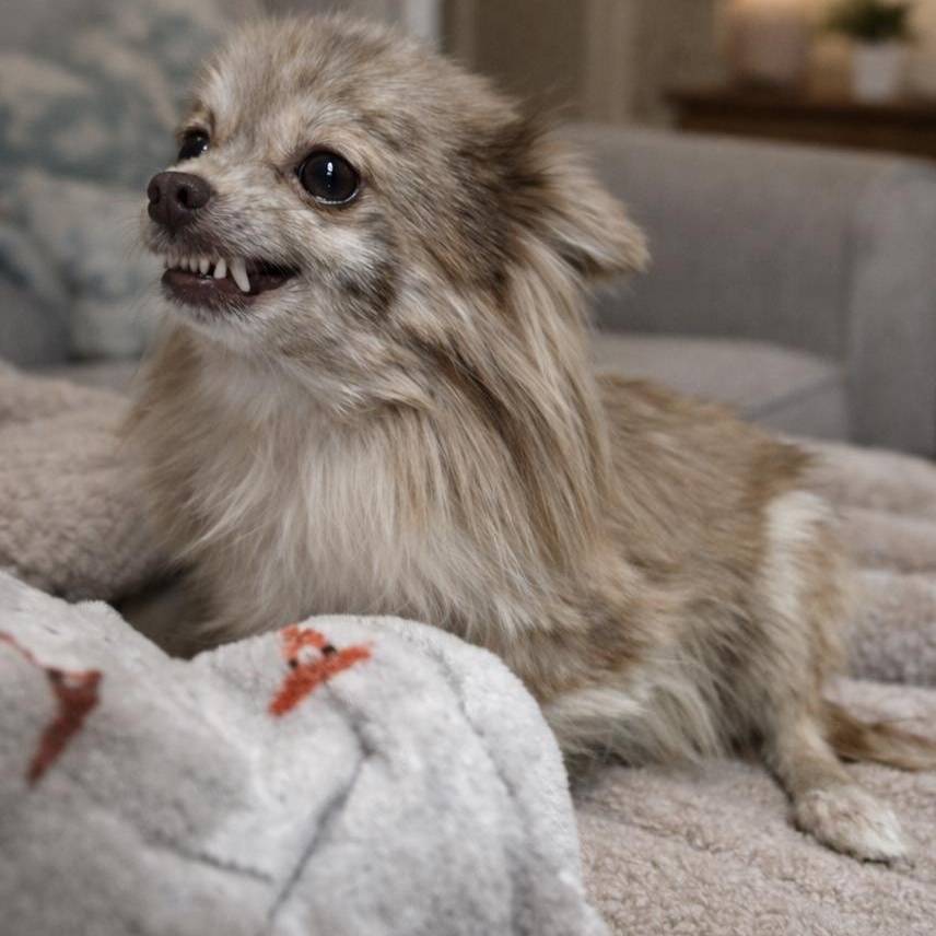 Enlarge Lumi, an adopted mixed breed in South Charleston , WV image 2/2