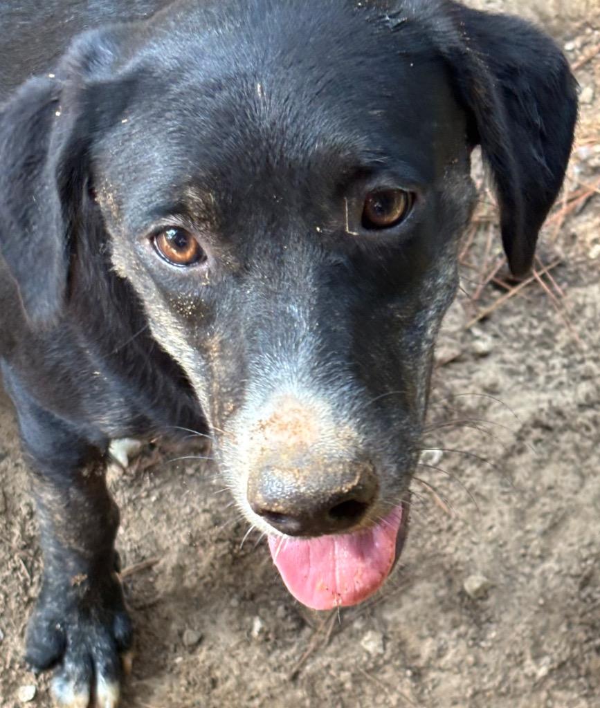 Taz, Adoptable, Young Male Terrier.