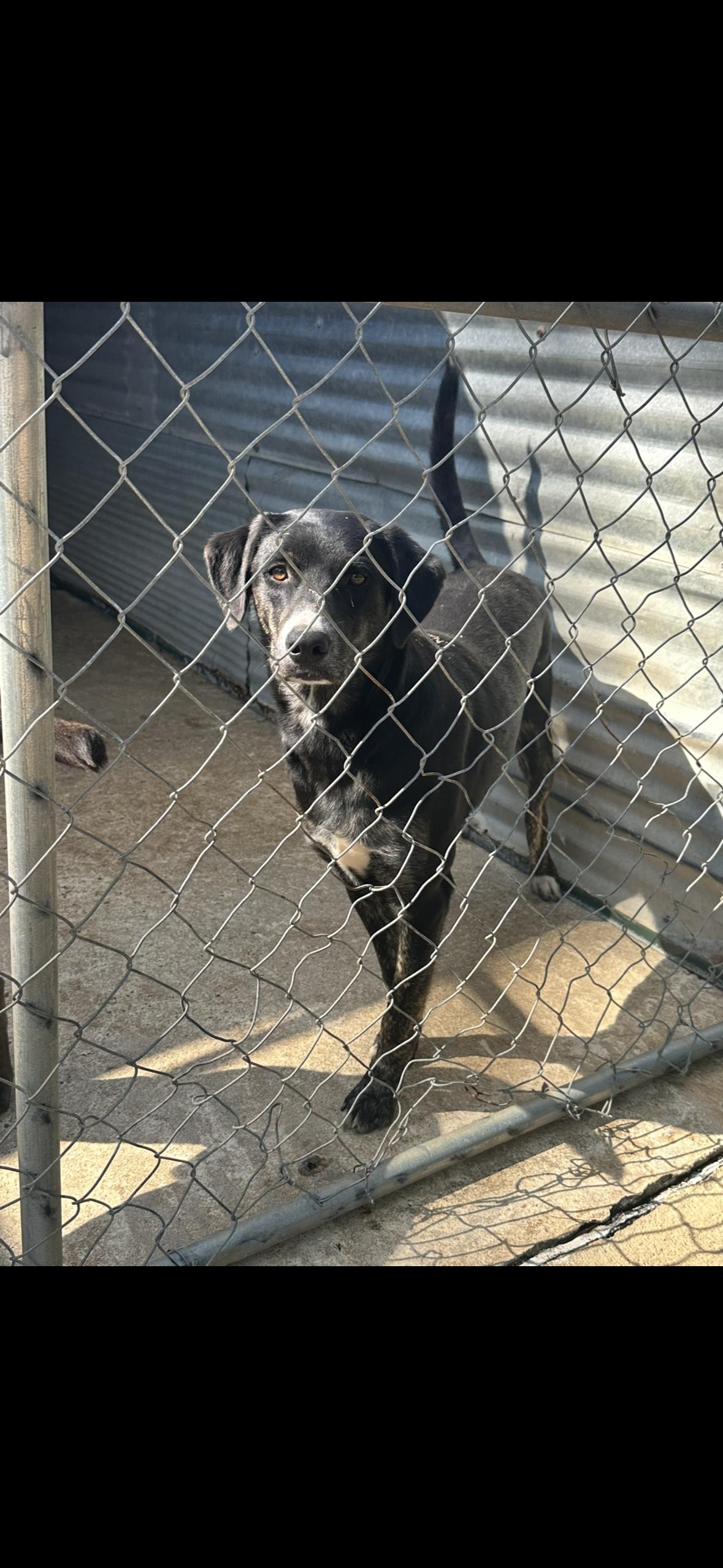 Taz, Adoptable, Young Male Labrador Retriever.