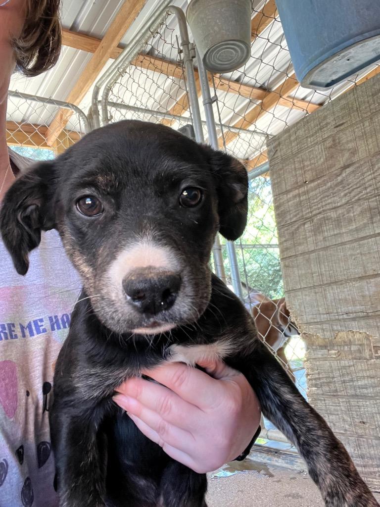 Enlarge Taz, a Adoptable Terrier in Ruston, LA image 2/2