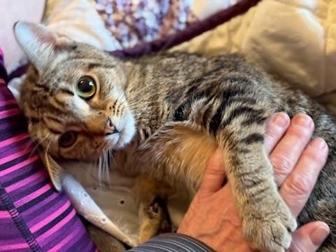 Mimsy, an adopted Domestic Short Hair in Oswego, NY image 3/3