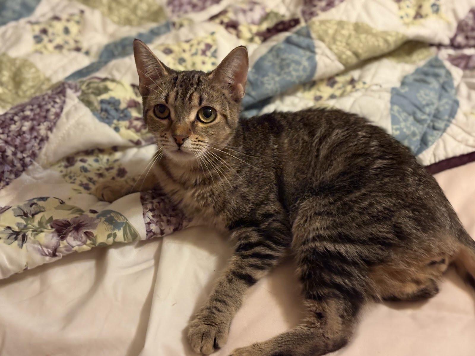 Mimsy, an adopted Domestic Short Hair in Oswego, NY image 1/3