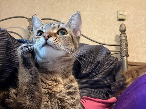 Mimsy, an adopted Domestic Short Hair in Oswego, NY image 2/3