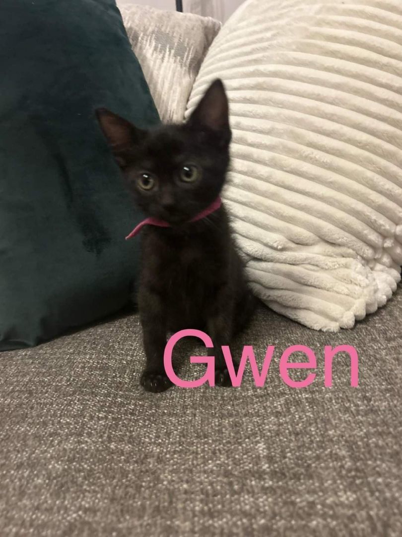 Ms. Marvel & Gwen, Adopted, Kitten Female Domestic Short Hair.