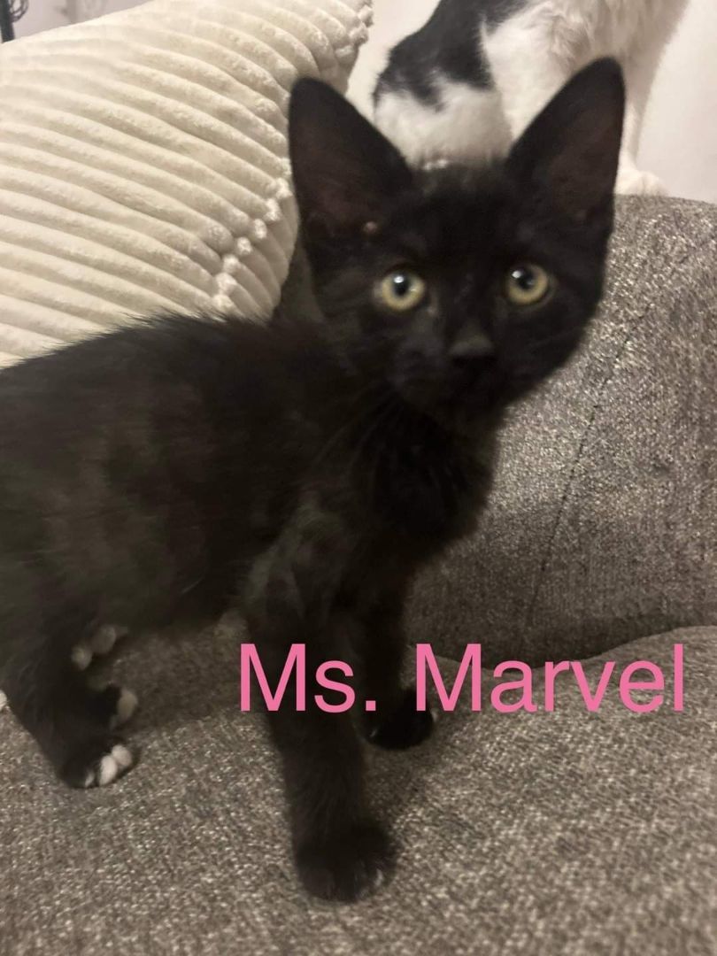 Ms. Marvel & Gwen, a Adopted Domestic Short Hair in Joliet, IL image 2/2