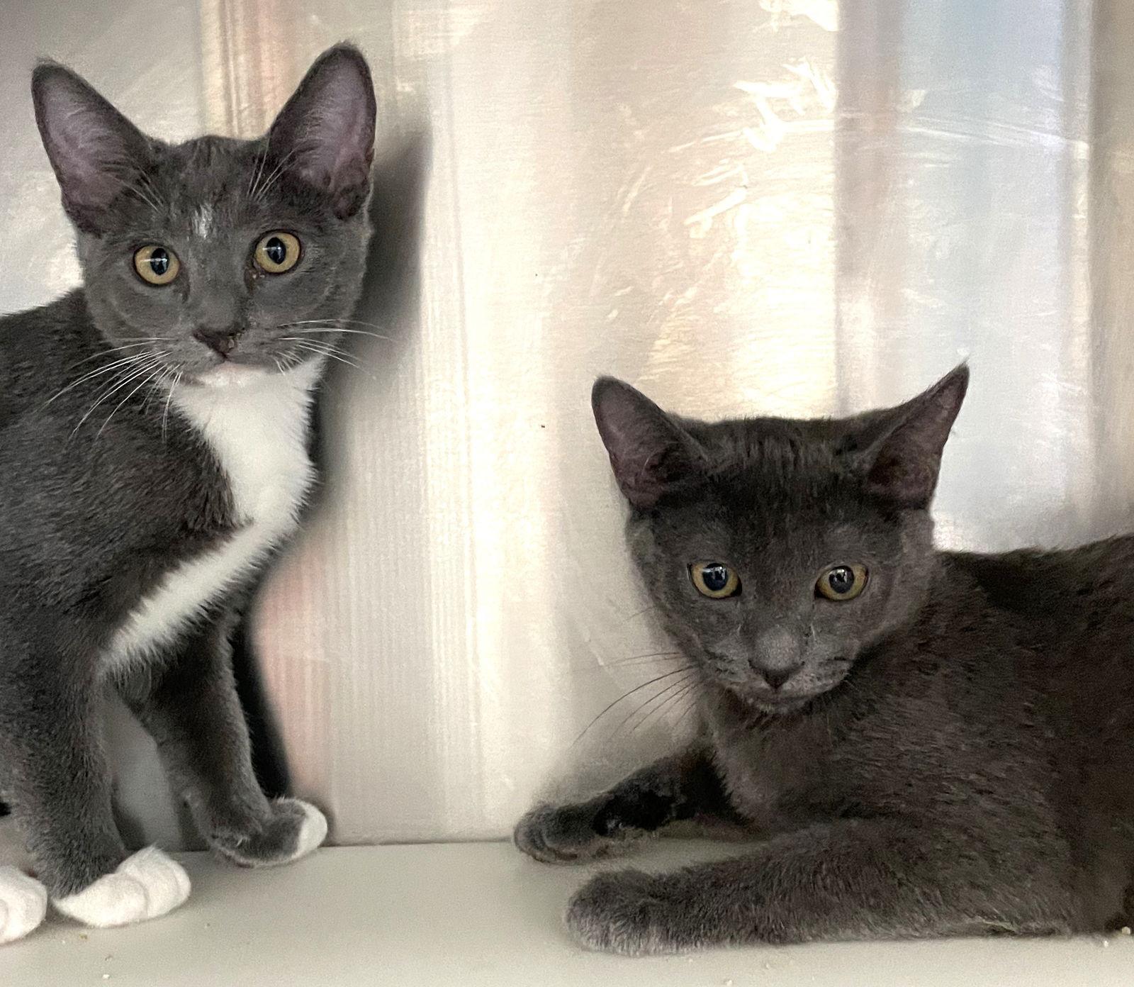 Siggy, Adoptable, Young Female Domestic Short Hair.