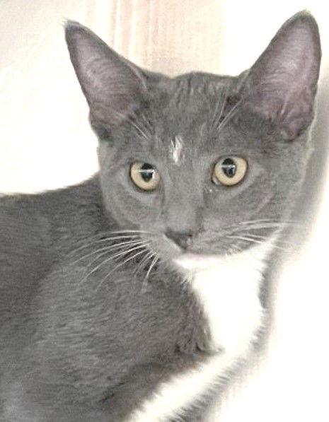 Siggy, a Adoptable Domestic Short Hair in Carrollton, GA image 2/3