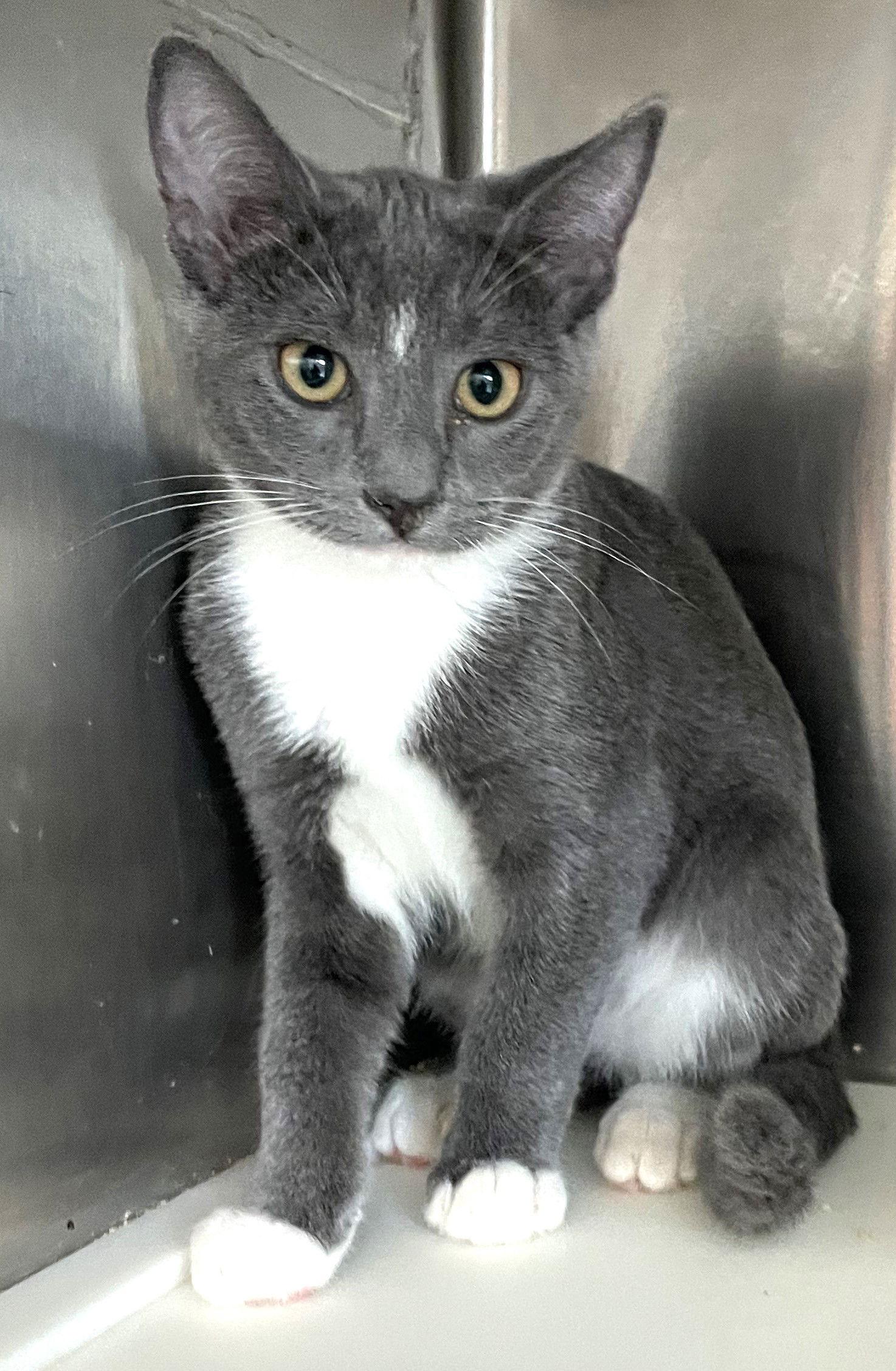 Siggy, a Adoptable Domestic Short Hair in Carrollton, GA image 3/3