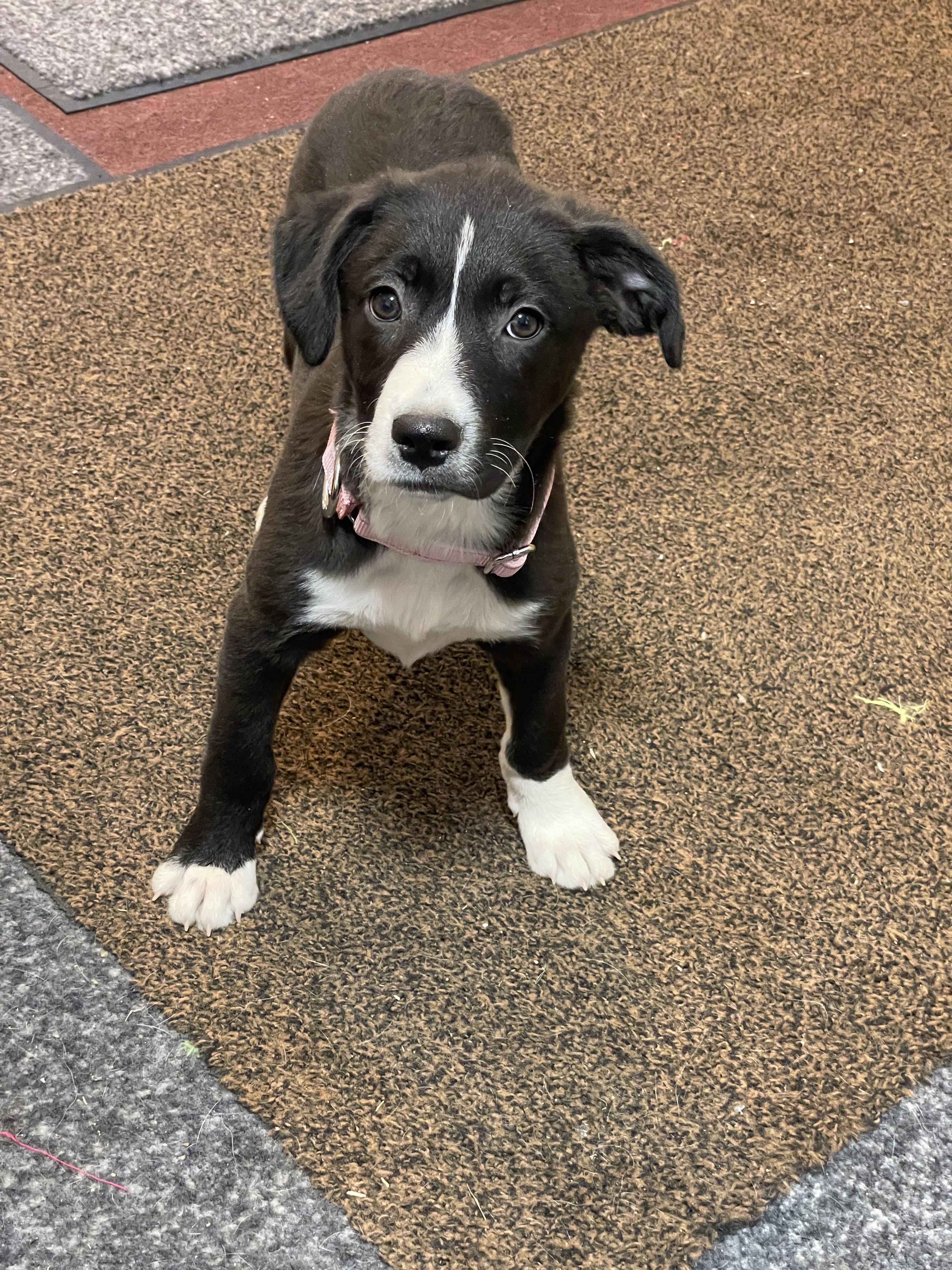 Enlarge Saturn, an adopted Mixed Breed in Berwick, ME image 2/4