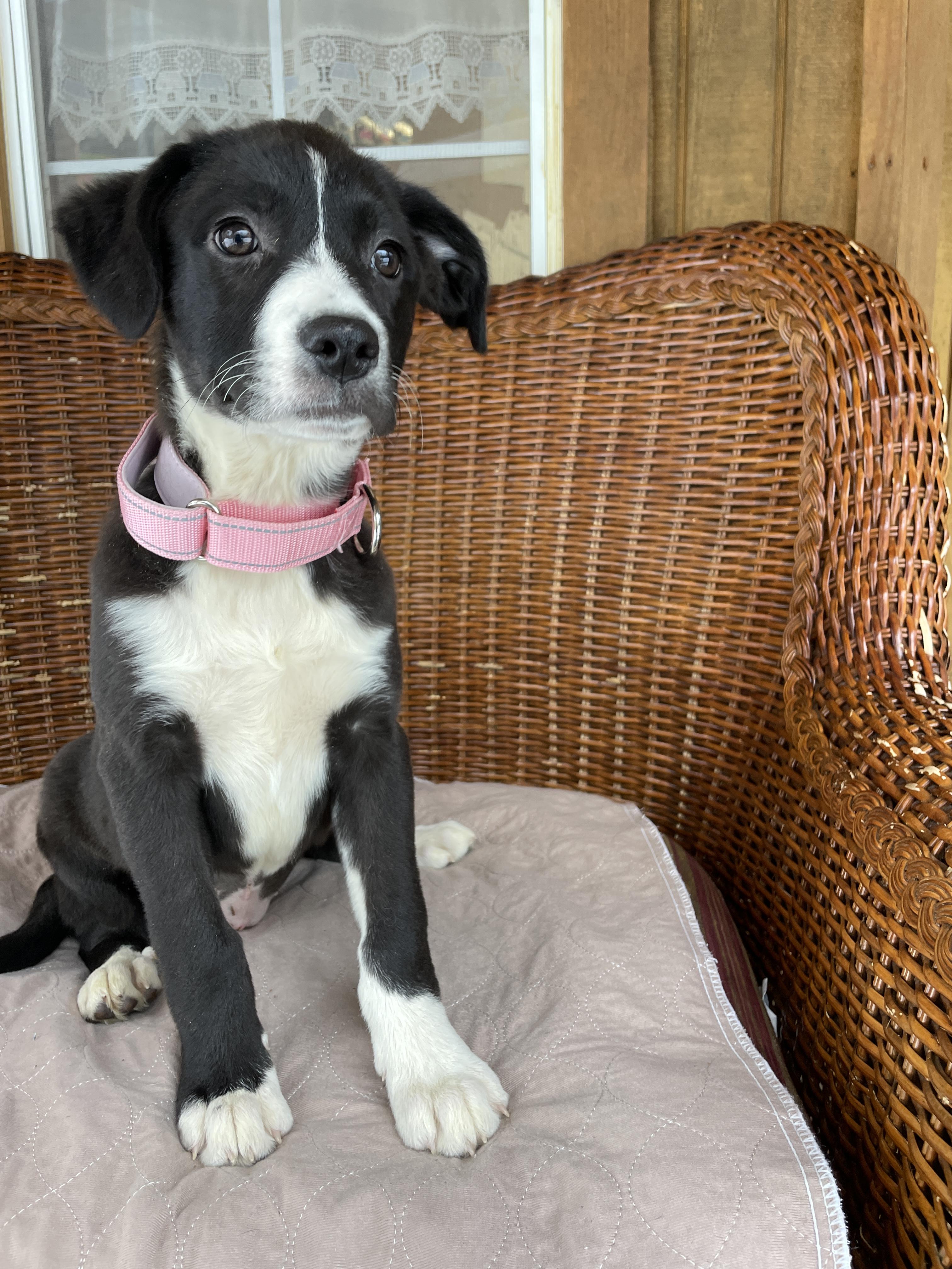 Enlarge Saturn, an adopted Mixed Breed in Berwick, ME image 3/4