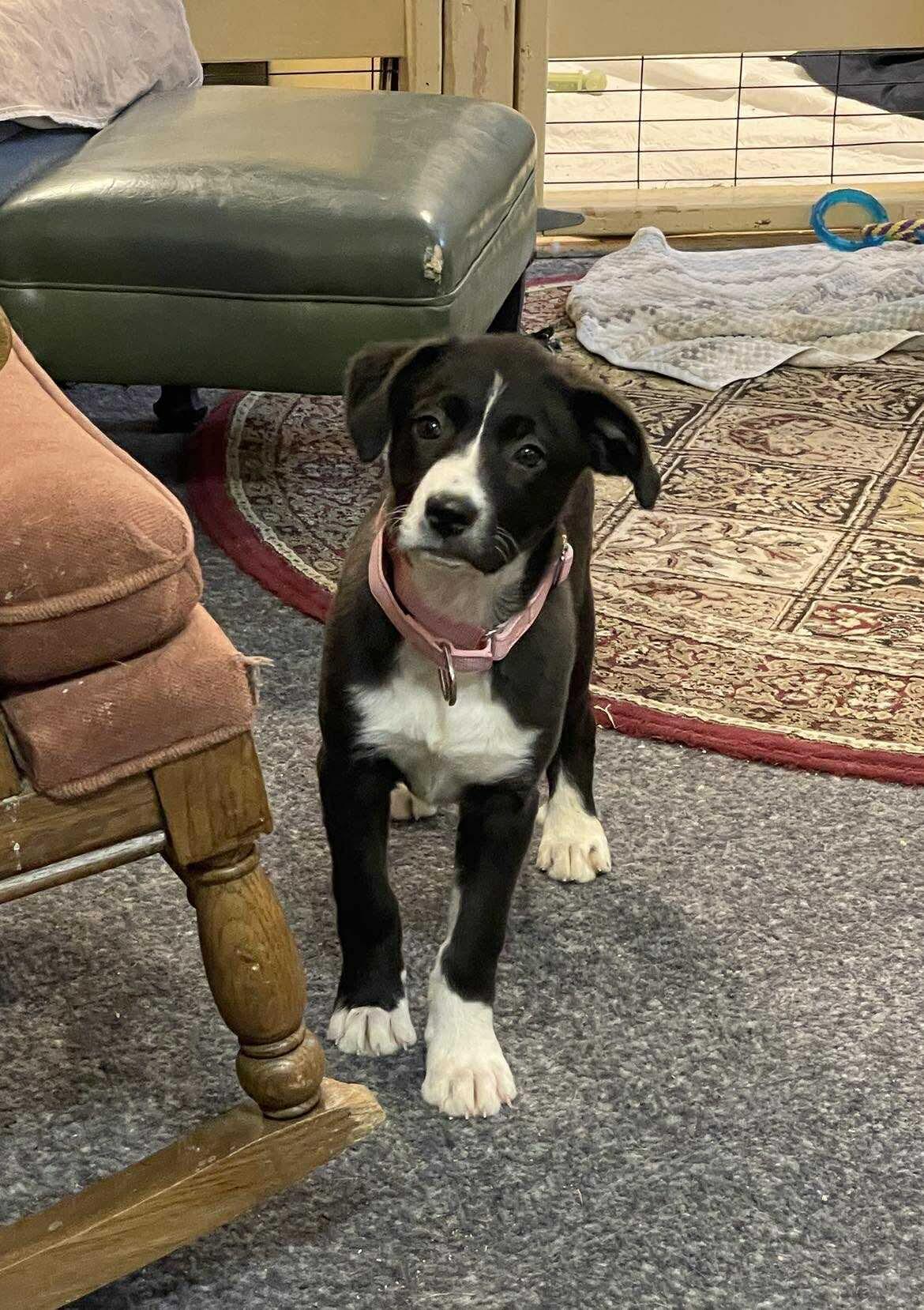 Enlarge Saturn, an adopted Mixed Breed in Berwick, ME image 4/4