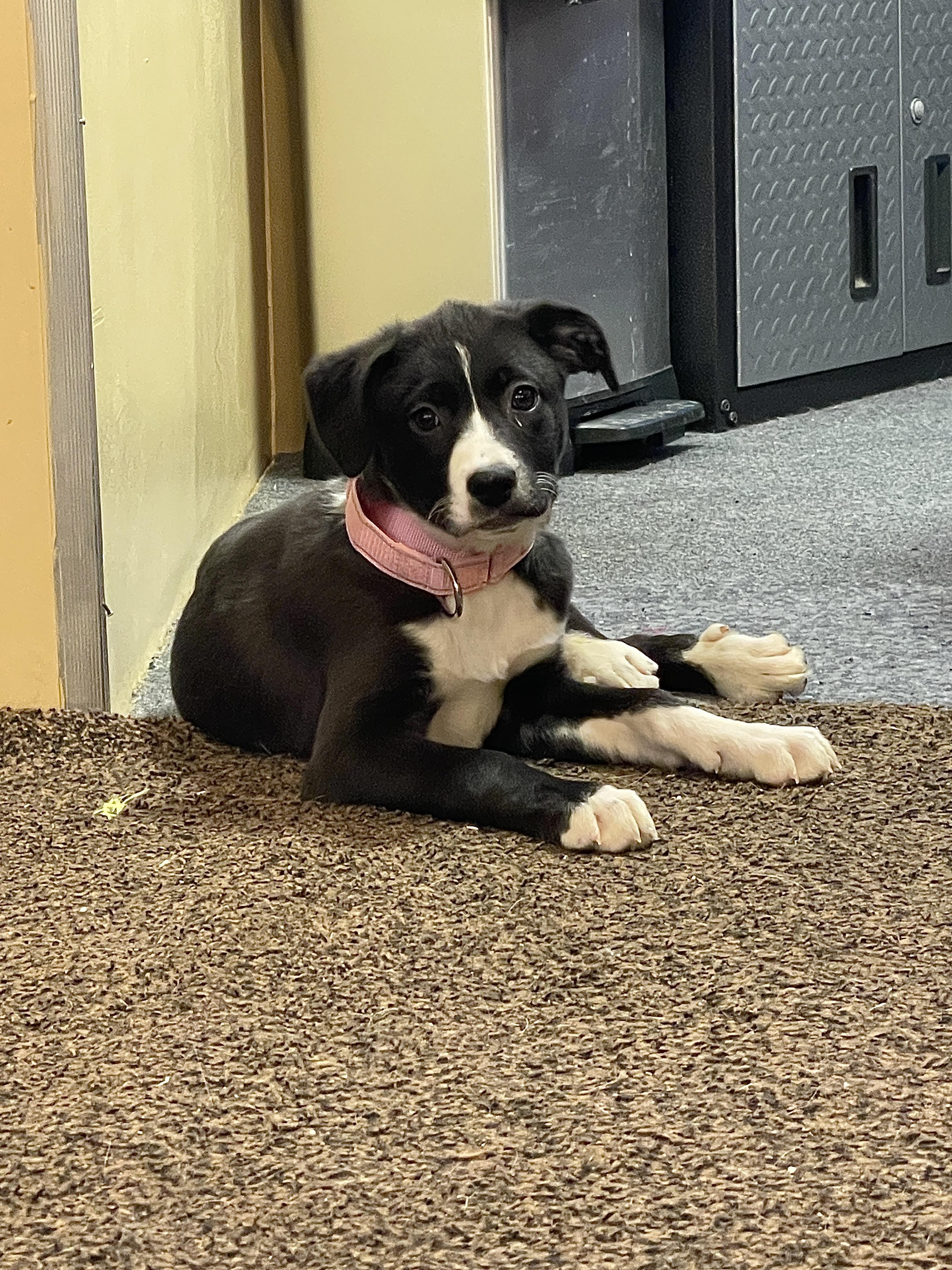 Saturn, adopted, Puppy Female Mixed Breed.