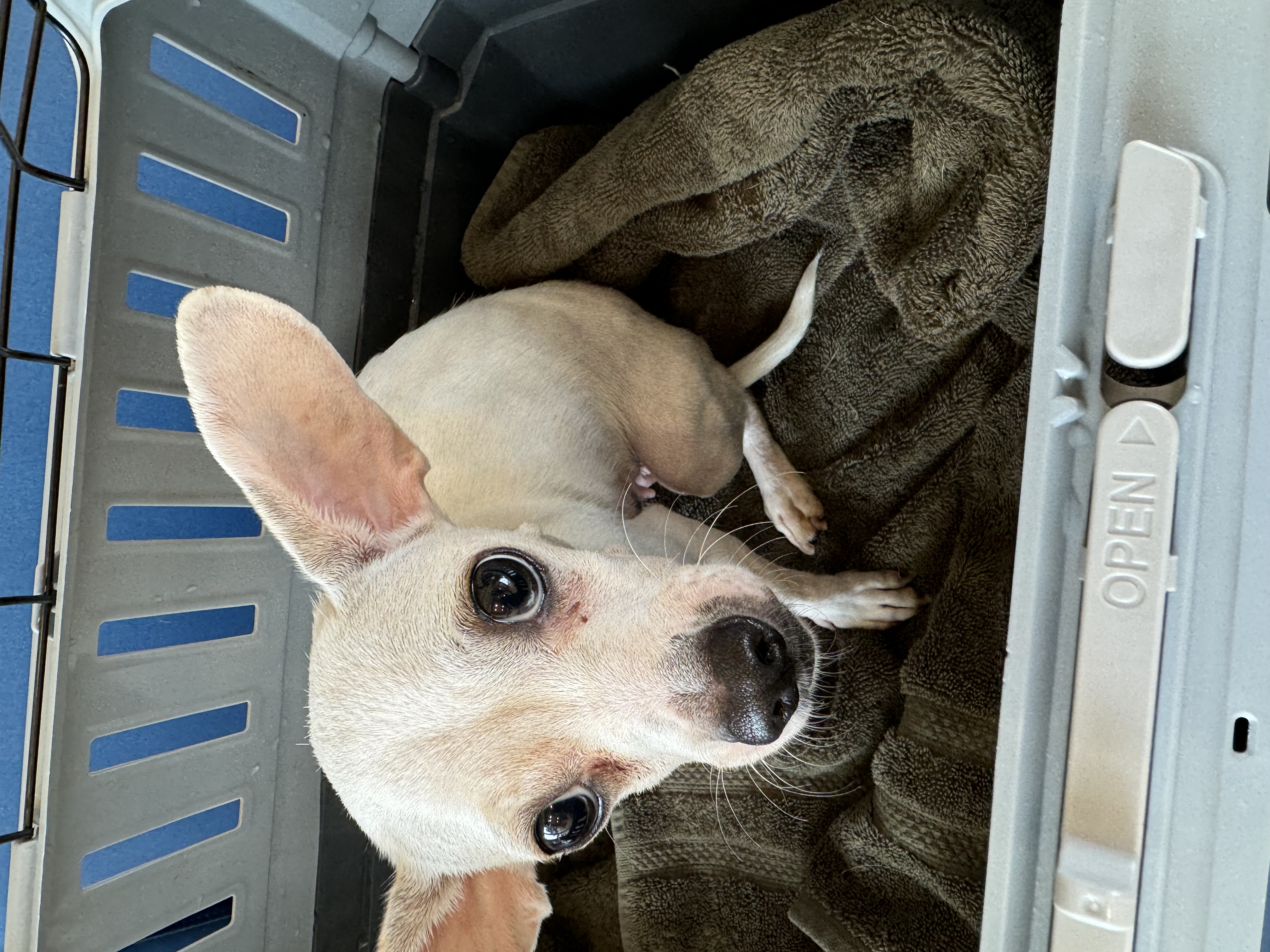 Enlarge Daisy, a Adoptable Chihuahua in Los Angeles, CA image 1/4