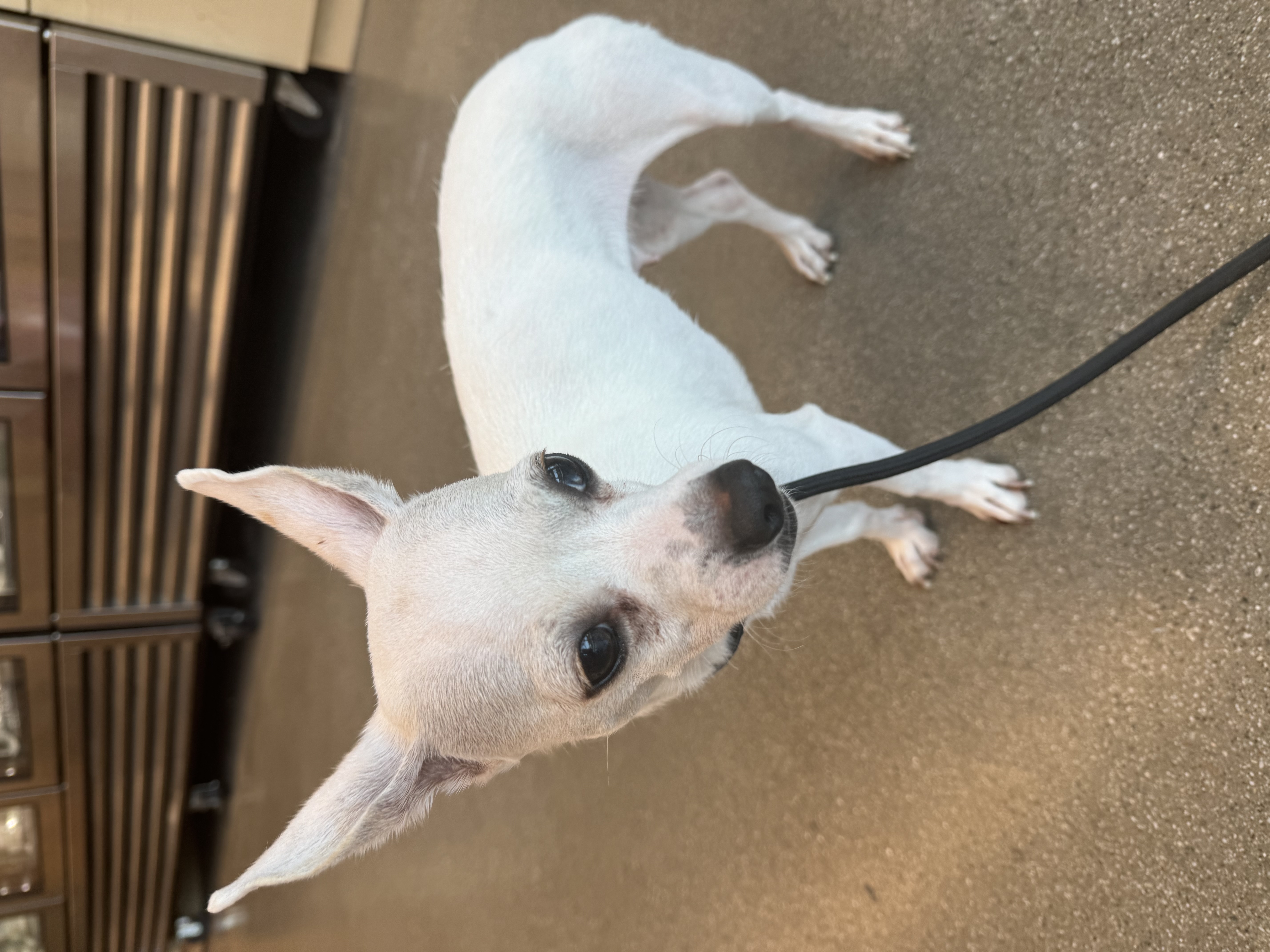 Enlarge Daisy, a Adoptable Chihuahua in Los Angeles, CA image 4/4