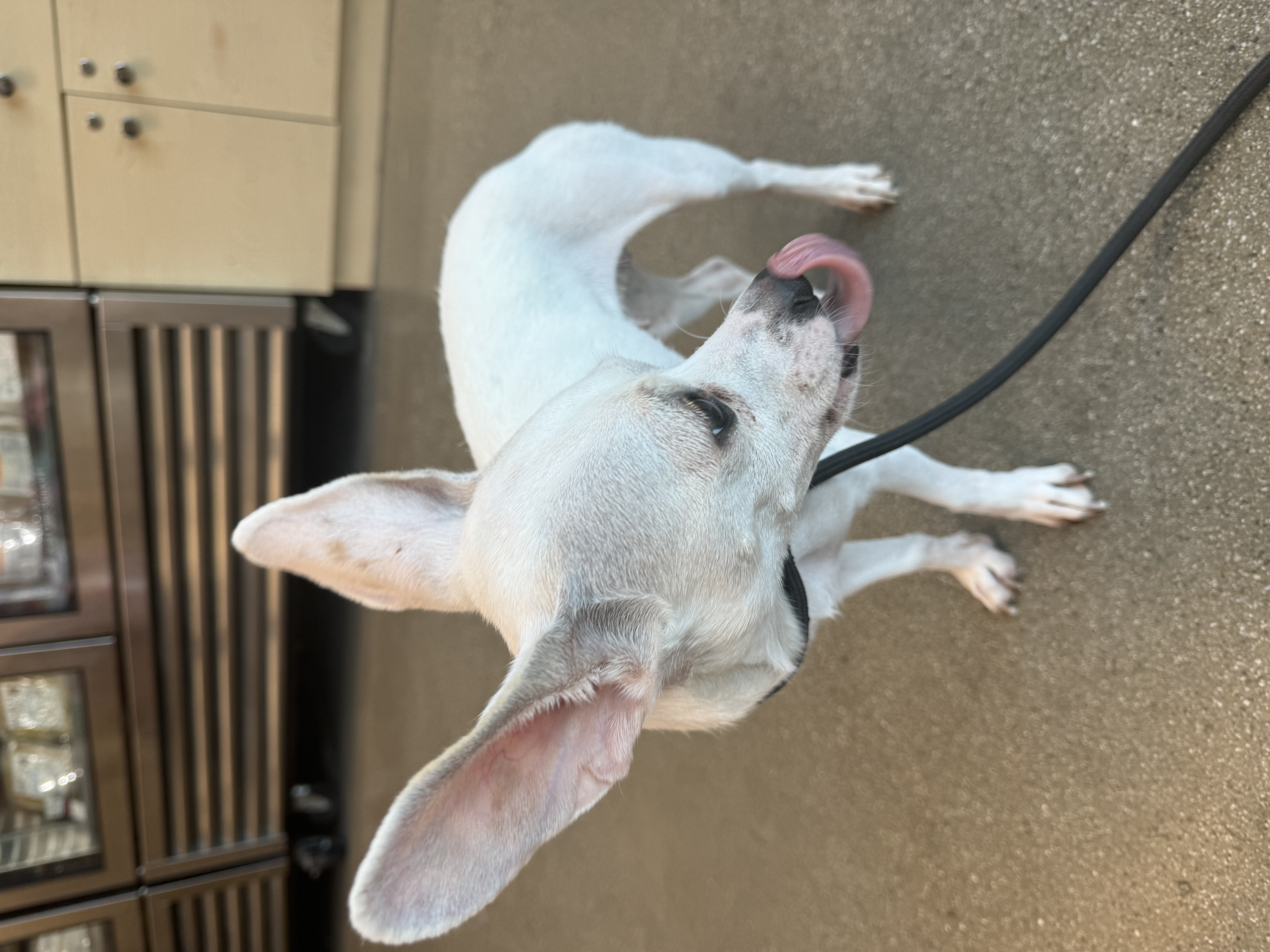 Enlarge Daisy, a Adoptable Chihuahua in Los Angeles, CA image 2/4