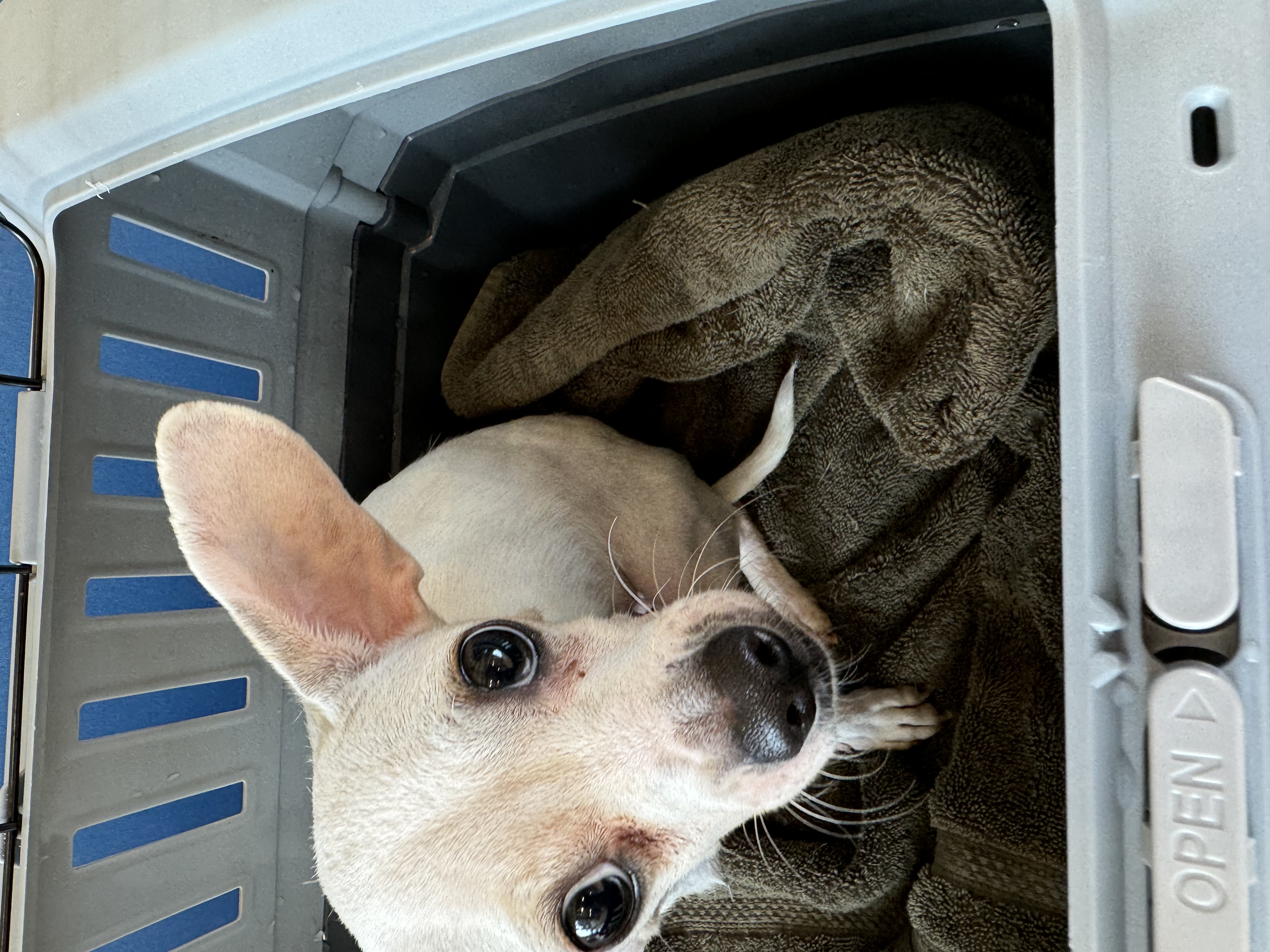 Enlarge Daisy, a Adoptable Chihuahua in Los Angeles, CA image 3/4