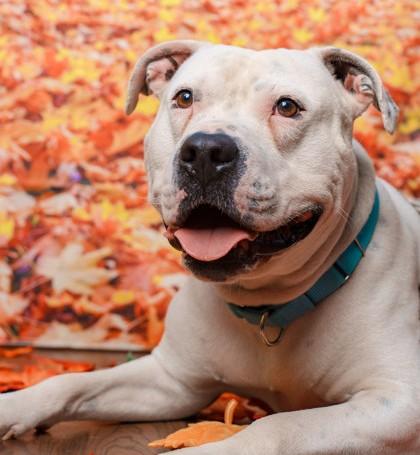 Nino, Adoptable, Adult Male Pit Bull Terrier & Mixed Breed.