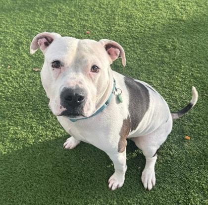 Enlarge Nino, a Adoptable mixed breed in Seattle, WA image 1/3