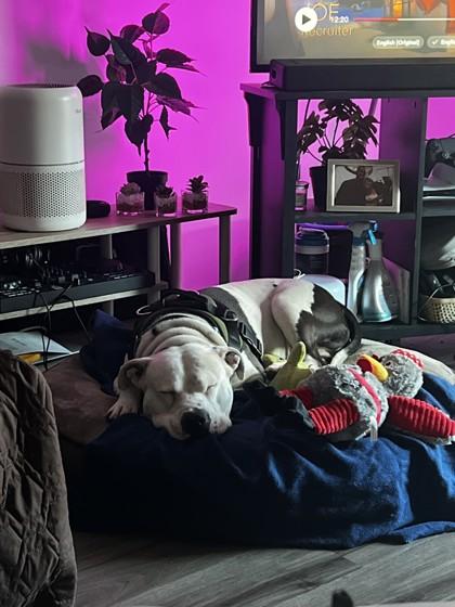 Enlarge Nino, a Adoptable mixed breed in Seattle, WA image 2/3