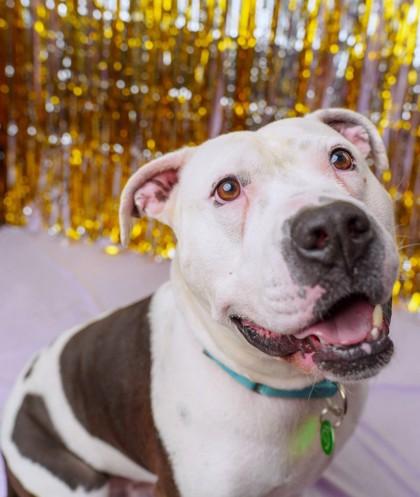 Nino, Adoptable, Adult Male American Bulldog & Mixed Breed.
