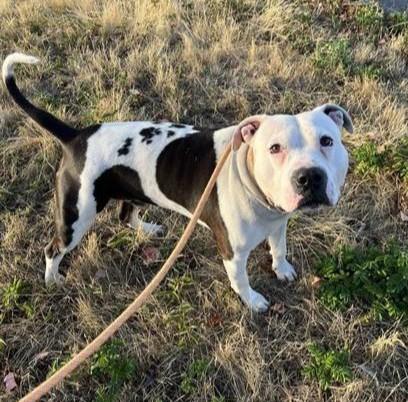 Enlarge Nino, a Adoptable mixed breed in Seattle, WA image 2/3
