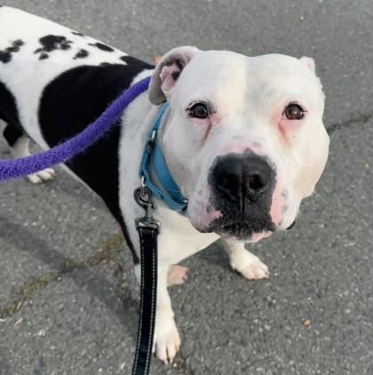 Enlarge Nino, a Adoptable mixed breed in Seattle, WA image 3/3