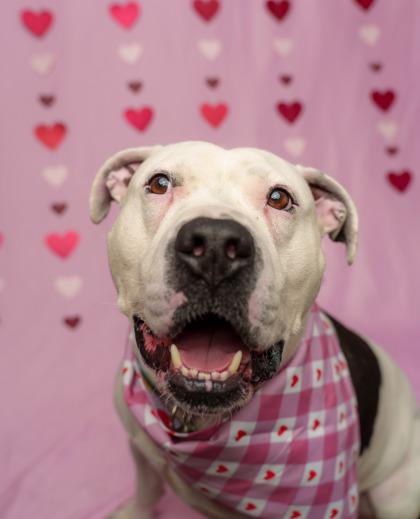 Enlarge Nino, a Adoptable mixed breed in Seattle, WA image 1/3