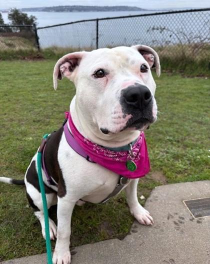 Enlarge Nino, a Adoptable mixed breed in Seattle, WA image 2/3