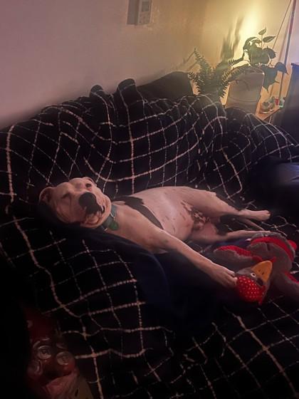 Enlarge Nino, a Adoptable mixed breed in Seattle, WA image 3/3