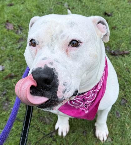 Enlarge Nino, a Adoptable mixed breed in Seattle, WA image 3/3