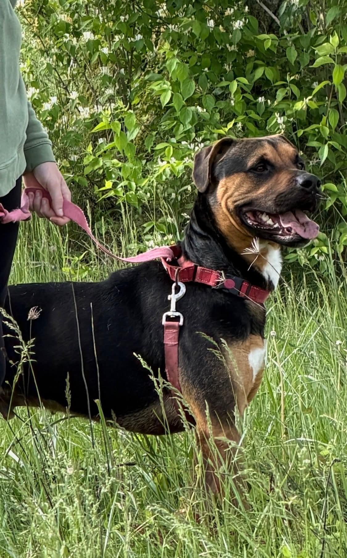Patrick , a ADOPTABLE mixed breed in Liberty, IN image 3/5