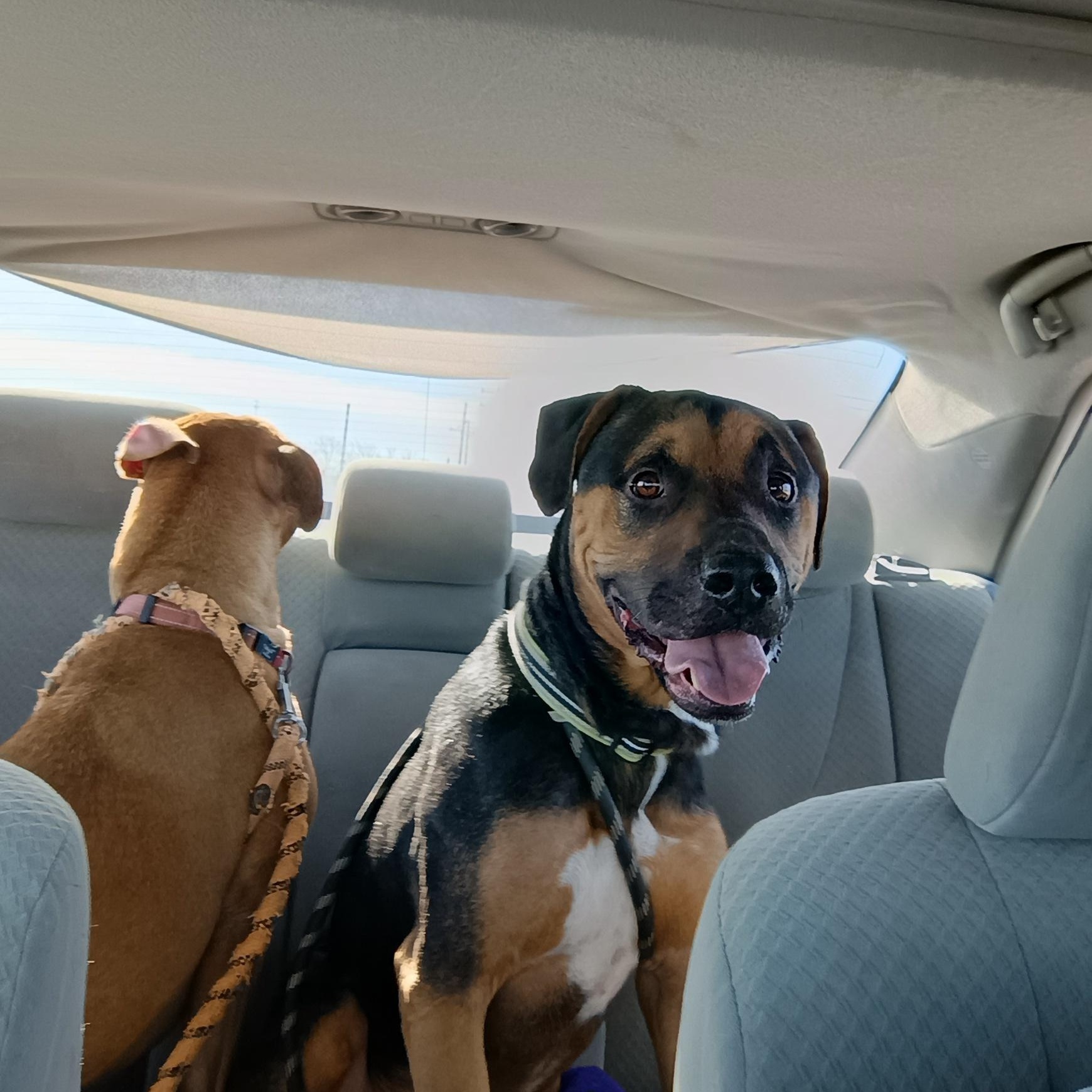 Enlarge Patrick , a ADOPTABLE mixed breed in Liberty, IN image 5/5