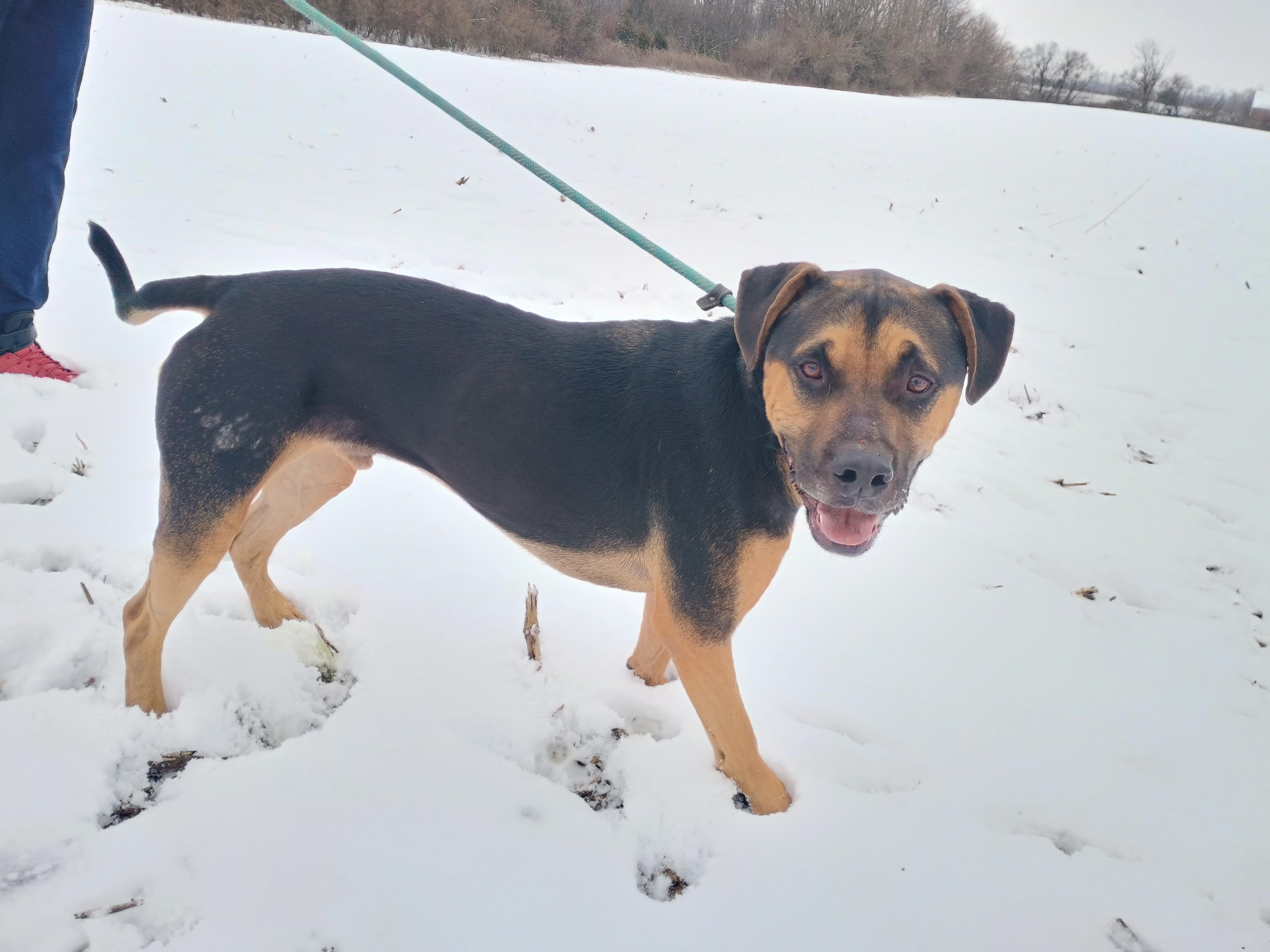 Enlarge Patrick , a ADOPTABLE mixed breed in Liberty, IN image 2/4