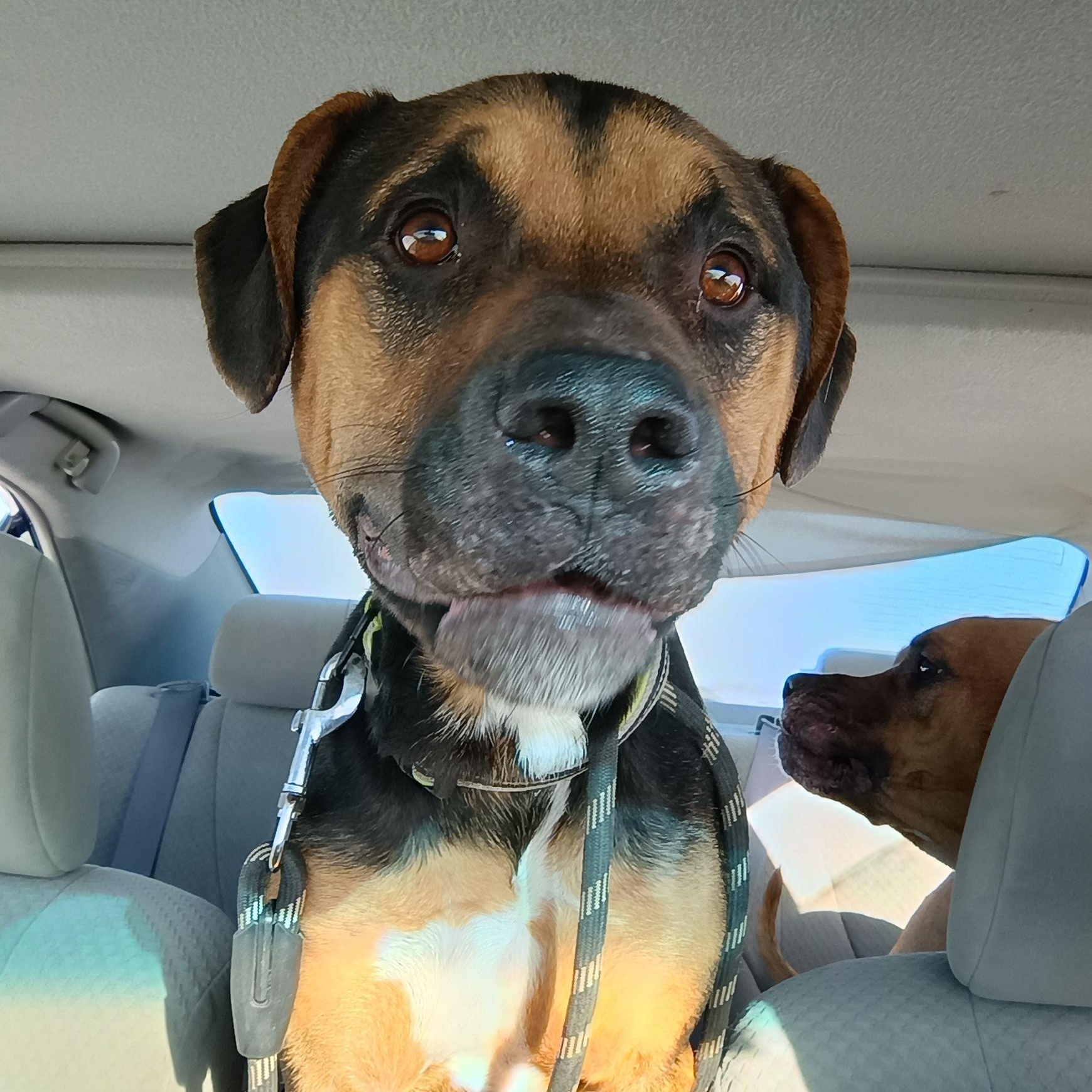 Enlarge Patrick , a ADOPTABLE mixed breed in Liberty, IN image 4/5